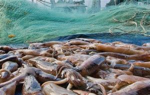 Intercambio de información en materia de pesca: Tiene una meta de inicio: antes del comienzo de la zafra del calamar Illex.
