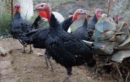 El Gobierno chileno reportó la semana pasada un brote de influenza aviar en un criadero de pavos en la Región de Valparaíso.