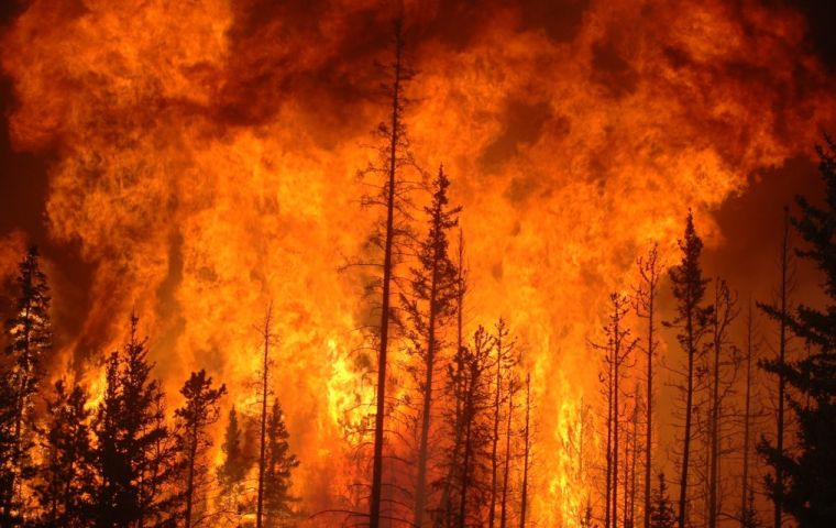 Arauco detalló que en la zona incendiada tiene 80.000 hectáreas de plantaciones, cuyo impacto económico se evaluará cuando las condiciones lo permitan