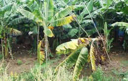 Las fuertes lluvias y el desborde de ríos han destruido unas 92.000 hectáreas de cultivo de banano, caña de azúcar y arroz, entre otros productos