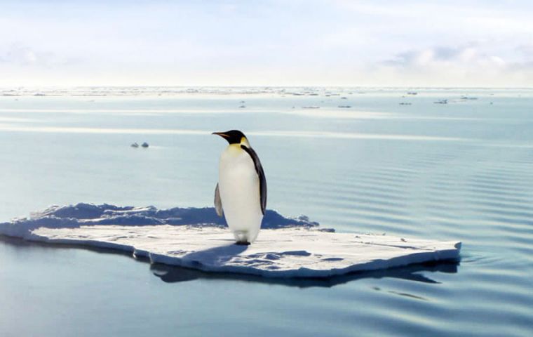 Los pingüinos de Antártida son particularmente vulnerables al cambio climático porque la pérdida de hielo marino afecta a su hábitat
