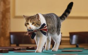  En la residencia oficial de la Primera Ministro, el gato Larry se encarga de tener todo bajo control y, por ese motivo, se le otorgará el título de “Chief Mouser”.