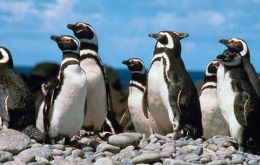 “La evidencia científica señala que el proyecto tendría impacto significativo sobre los objetos de conservación de la reserva nacional del pingüino de Humboldt”