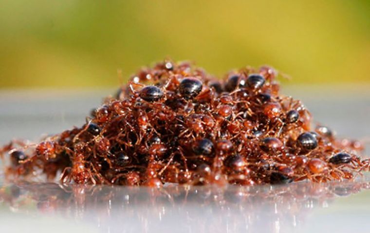 Miles de estas hormigas navegaron en una increíble red resistente al agua por calles, ríos y campos inundados de Houston, en busca de un nuevo lugar donde instalarse