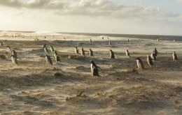 Un grupo de Pingüinos Gentoo en las costas de Sea Lion Island. Foto: Jorge Marín
