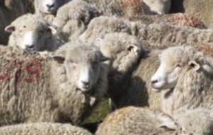 “Los precios de los lotes de lana vendidos han promediado US$ 6 ó US$ 7, en algunos casos, por kilo de lana merino”, indicó Llobet