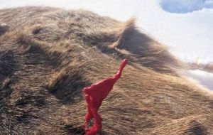 La sangre de la herida mortal de la caza de un ciervo se cristaliza al momento de tomar contacto con el viento gélido  