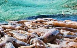 Los calamares de vida anual en su rotación por el Atlántico sur ahora son capturados, quizá sin madurar o sin el tamaño adecuado, por los poteros chinos