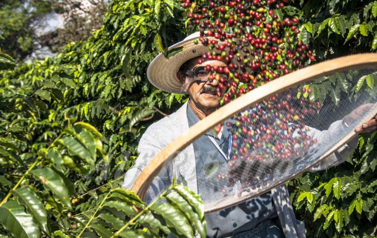 Brasil es el mayor productor y exportador mundial de café, pero la mala cosecha en 2017, provocó una reducción de las exportaciones al nivel más bajo desde 2012. 