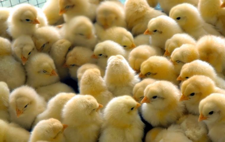 El país produjo 46.097 toneladas de pollo en 2016, la mitad de la producción registrada dos años antes, y la producción de huevos también disminuyó en 50%