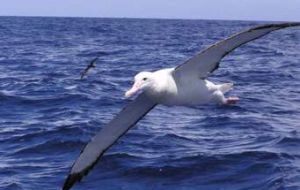 Un albatros captado por el reconocido fotógrafo internacional Phil Nicklen   