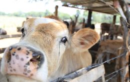Una ONG de defensa animal interpuso una demanda por las condiciones en las que están unas 27.000 cabezas de ganado -propiedad de Minerva Foods- en “Nada”