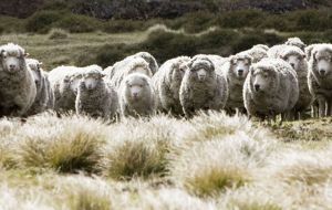 FHL posee 308.000ha con 150.000 lanares y unas 1.000 cabezas de ganado aproximadas