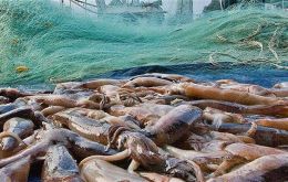El informe recomienda que la pesquería del Illex sea incluida en el sistema de ITQ, con un 60%/75% de dichas cuotas asignadas basadas en las capturas históricas