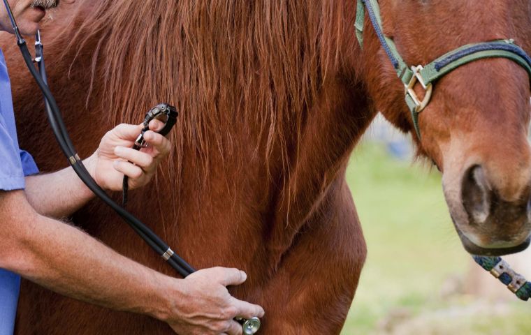 La gripe equina es una enfermedad vírica muy contagiosa de las vías respiratorias altas de los caballos, que se caracteriza por tos, conjuntivitis, fiebre y flujo nasal