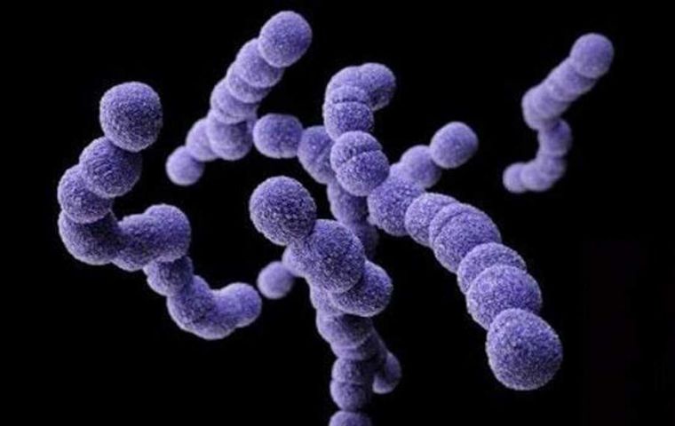 Streptococcus pyogenes (o estreptococo del grupo A) es una bacteria que produce la faringitis una de las infecciones bacterianas más frecuentes