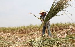 El azúcar es una de las principales explotaciones agrícolas de China y afecta los intereses económicos de más de 40 millones de productores azucareros.