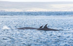 En las Falklands más de 800 ballenas en diez episodios diferentes han sido registradas desde 2006
