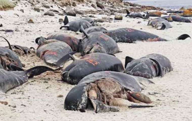En total 56 ballenas murieron, y a 49 de ellas se les tomaron muestras. Las restantes  estaban inalcanzables pues descansaban en el roquedal Rabbit en las proximidades