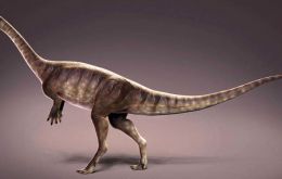 El cuello largo coloca el “Macrocollum itaquii” en el mismo grupo de dinosaurios sauropodomorfos junto con el Brachiosaurus y el Apatosaurus.