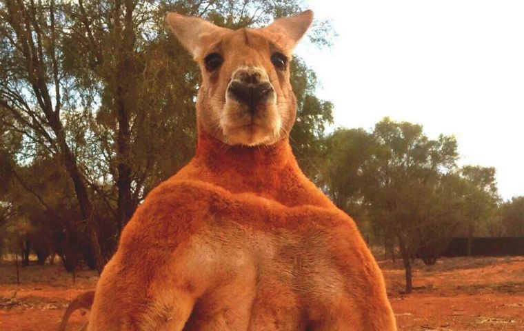 El animal, de 89 kilos y 182 centímetros de altura, vivía en el santuario de Alice Springs. En 2007, Barns lo encontró a unos 25 km de ese lugar, cuando patrullaba buscando animales atropellados. 