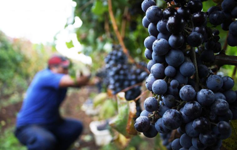 Los gremios viñateros más importantes de Chile, que congregan a más de 10 mil pequeños productores generan el 70% de la uva vinífera