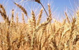  Según Investigaciones Económicas Sectoriales (IES), la cosecha de trigo se encamina a un nuevo récord, unas 19.7 millones de toneladas, al igual que el maíz