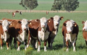 La plataforma agropecuaria del Grupo Pérez Companc opera casi 60.000 hectáreas en Argentina y Uruguay y cuenta con alrededor de 30.000 cabezas de ganado.