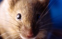 La transmisión del hantavirus es a través de la orina, de la materia fecal y de la saliva de los roedores -el “ratón coli-largo”, en el caso argentino