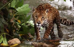 La propuesta será discutida durante la decimoctava reunión de la Conferencia de las Partes del CITES, que se celebrará del 23 de mayo al 3 de junio en Sri Lanka