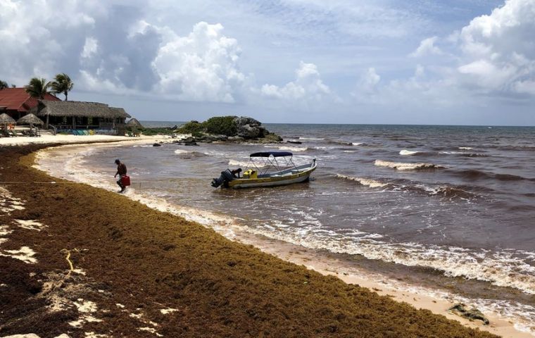 “Una importante acumulación de sargazo se ha estado concentrando durante las últimas dos semanas al oeste de la isla caribeña de Jamaica”, señaló Red de Monitoreo