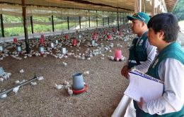 Perú al igual que Argentina cerró sus fronteras a productos avícolas de Chile hasta tanto se evalúa el desarrollo del foco de la enfermad