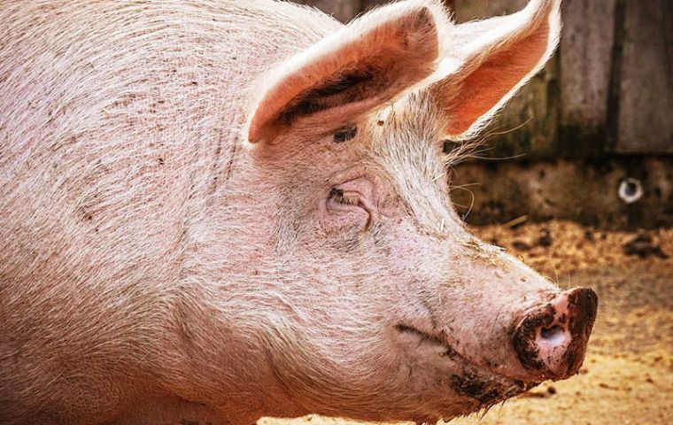 El animal, de unos 500 kilos, forma parte de un rebaño criado para convertirse en cerdos gigantes