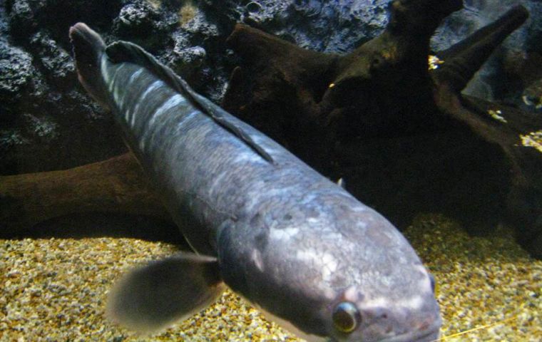El pez cabeza de serpiente del norte(Channa argus) tiene ese nombre común por su extraña cabeza achatada