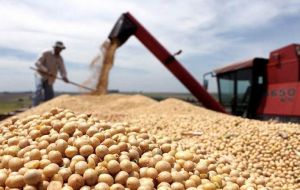 En cuanto a la soja, se proyectó una producción de 51,4 millones de toneladas sobre una superficie de 17,1 millones de hectáreas.