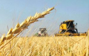 Para el trigo se espera una cosecha de 19,6 millones de toneladas (100.000 toneladas más que en el ciclo anterior) sobre una superficie de 6,6 millones de hectáreas