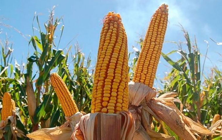 Argentina estima una cosecha de soja, maíz y trigo de 124 millones de toneladas — MercoPress