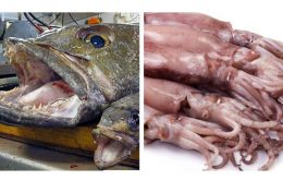 El calamar Loligo y la merluza negra son algunas de las capturas que tienen gran impacto para la industria pesquera y la economía de las Islas      
