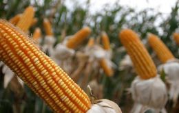 La primera estimación del cultivo de maíz arroja 2 millones de toneladas, y se espera que la producción maicera arroje la segunda mejor campaña de Argentina.