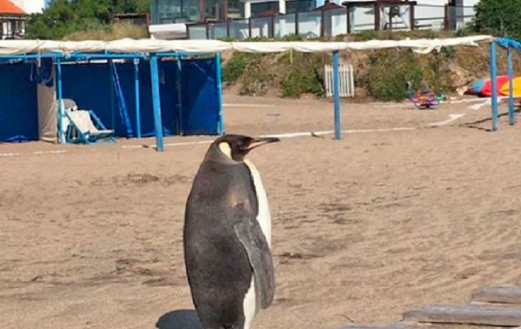 En las últimas horas circuló en las redes el video de un vecino de Miramar, donde se ve a un pingüino caminando por el centro de la localidad el cual fue devuelto al mar 