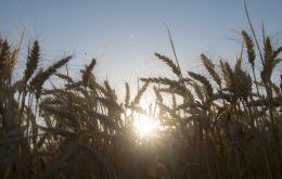 Argentina es uno de los principales exportadores mundiales de trigo y la siembra del cereal de la nueva campaña comenzará en las próximas semanas. 