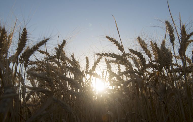 Argentina es uno de los principales exportadores mundiales de trigo y la siembra del cereal de la nueva campaña comenzará en las próximas semanas. 