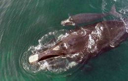 Al menos 124 ballenas que fueron fotografiadas en el área de Península Valdés, noreste del Chubut, también fueron identificadas frente a las costas de Brasil.