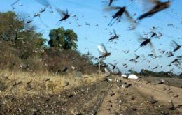Según SENASA, la manga contendría cerca de 40 millones de insectos y, tras ingresar a Argentina desde Paraguay a fines de mayo, se encuentra en Corrientes