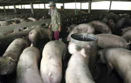 Los científicos detallaron que hay una nueva cepa de gripe de reciente aparición que es transmitido por cerdos pero pueden infectar a los humanos