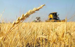 La siembra prevista es de 6,7 millones de hectáreas y arrojaría una producción de trigo de 20,9 millones de toneladas (11% más que en 2019-20).