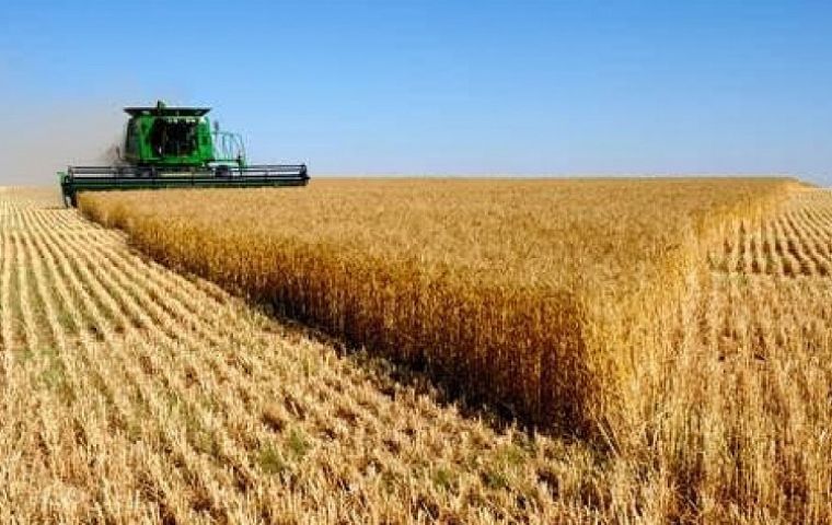 La Bolsa de Cereales ya recortó en dos oportunidades su estimación del área plantada con trigo, actualmente 6,5 millones de has., frente a 6,8 millones iniciales. 