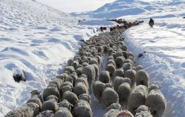 ”Los ganaderos cuentan de a cientos las pérdidas de ovinos muertos bajo la nieve y estiman otros tantos que aún restan desenterrar”, señaló La Opinión Austral de Río Gallegos 