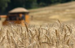 En su reporte de agosto, el USDA mantuvo sus previsiones para las cosechas argentinas de soja y de maíz 2020/21 en 53,5 millones y 50 millones de toneladas