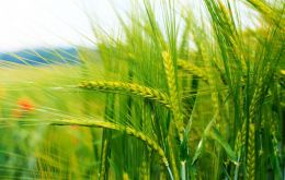 La superficie sembrada con trigo se ubicó 100.000 hectáreas por debajo de la campaña 2019/20 y 300.000 hectáreas menos respecto de las primeras estimaciones